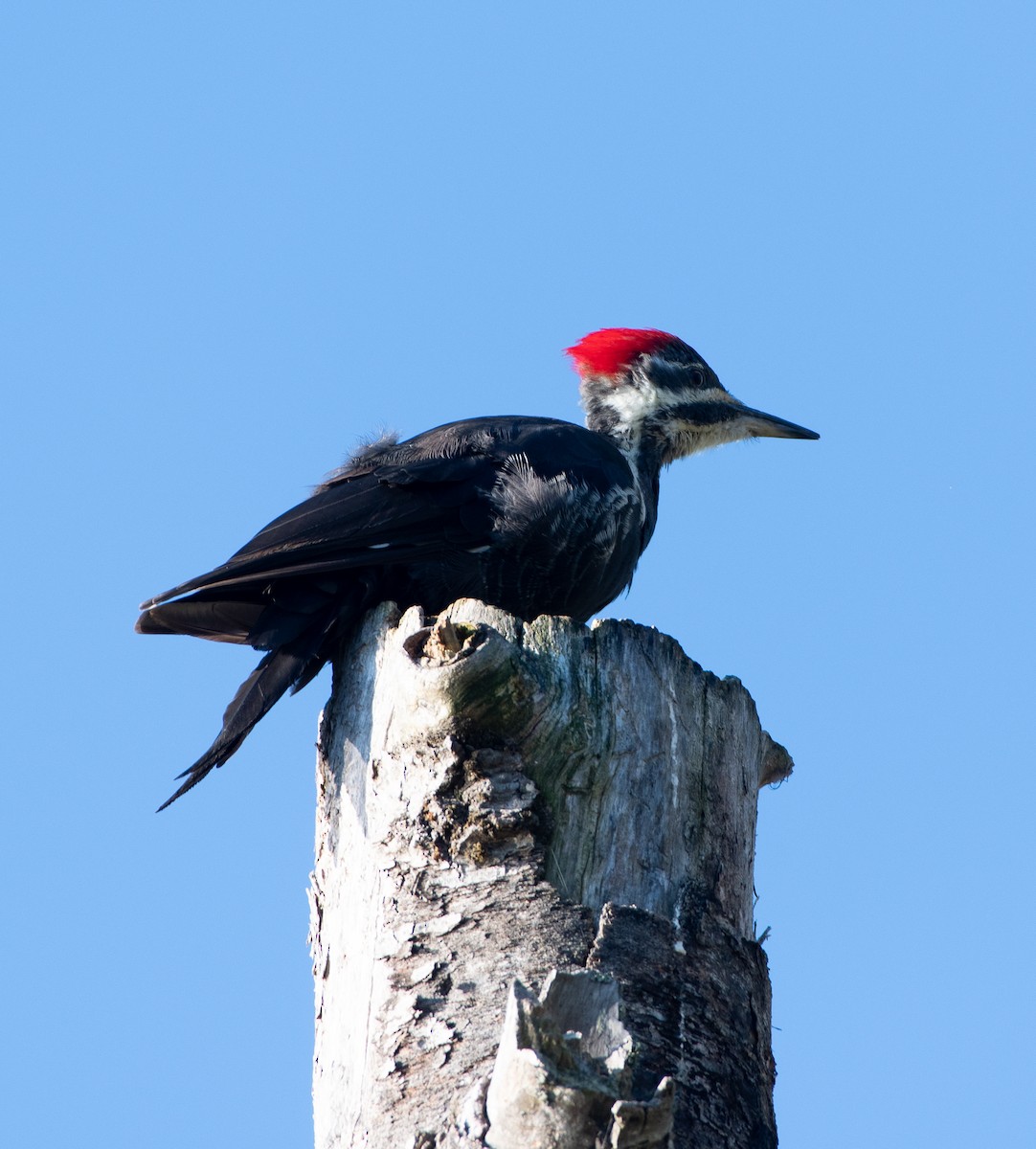 Pileated Woodpecker - ML180895571