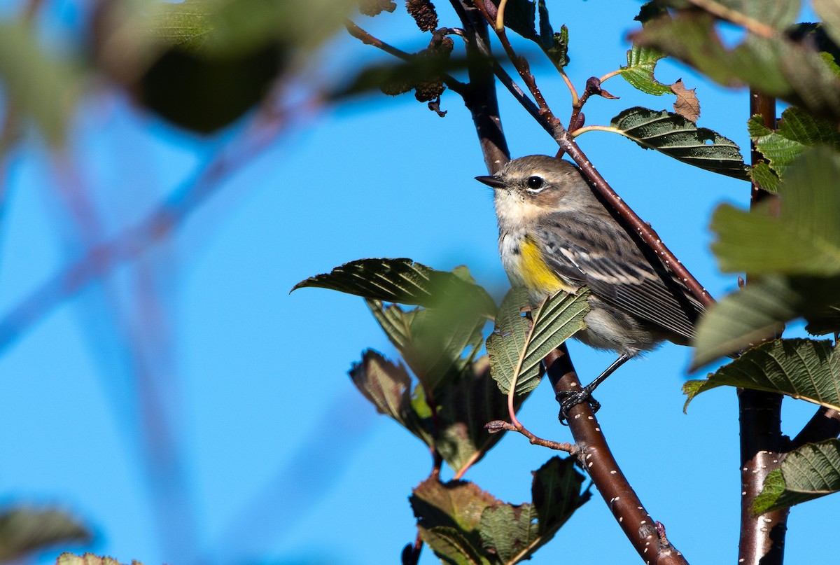 Yellow-rumped Warbler - Francois Dubois
