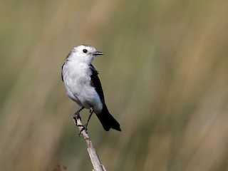 Female - ML180897471