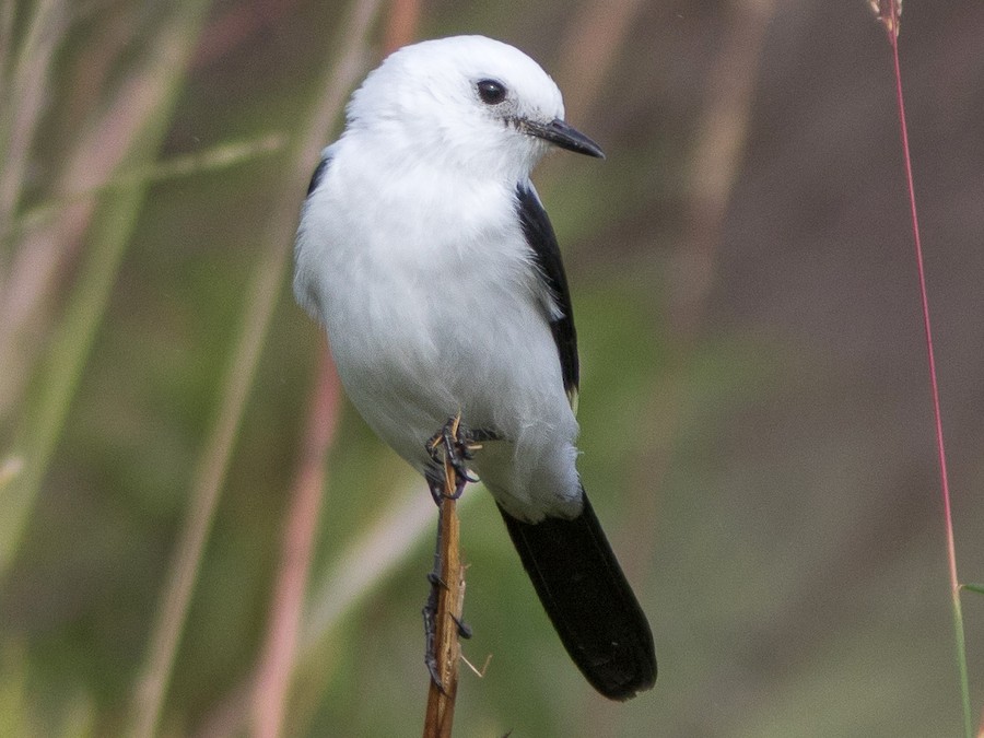 Black-and-white Monjita - eBird