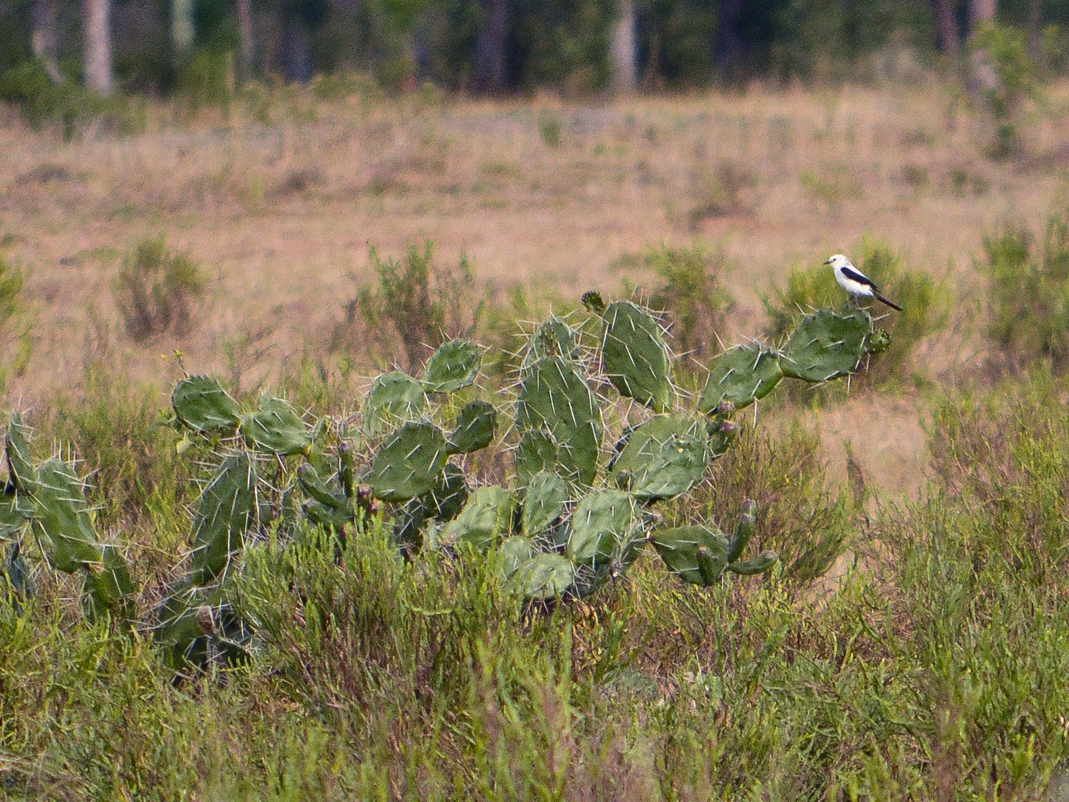 Black-and-white Monjita - eBird