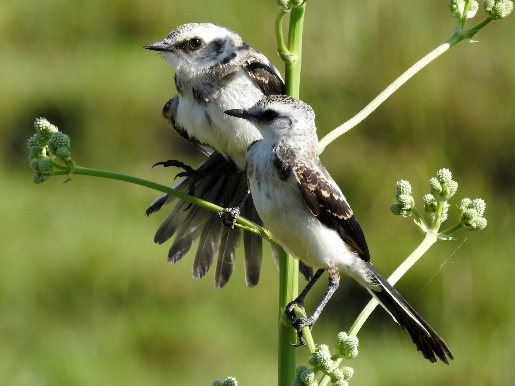 Black-and-white Monjita - Carlos Crocce