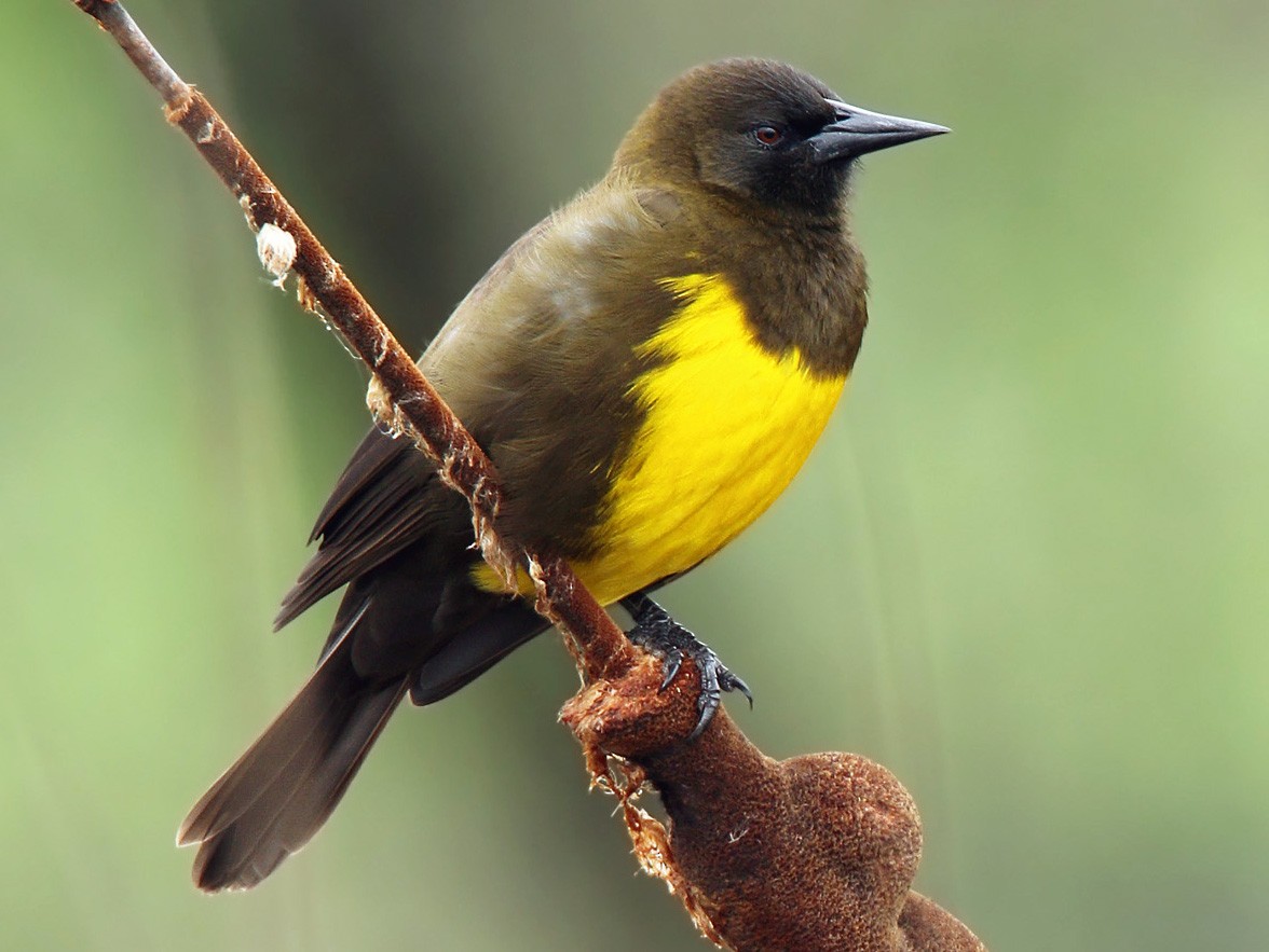 Brown-and-yellow Marshbird - eBird