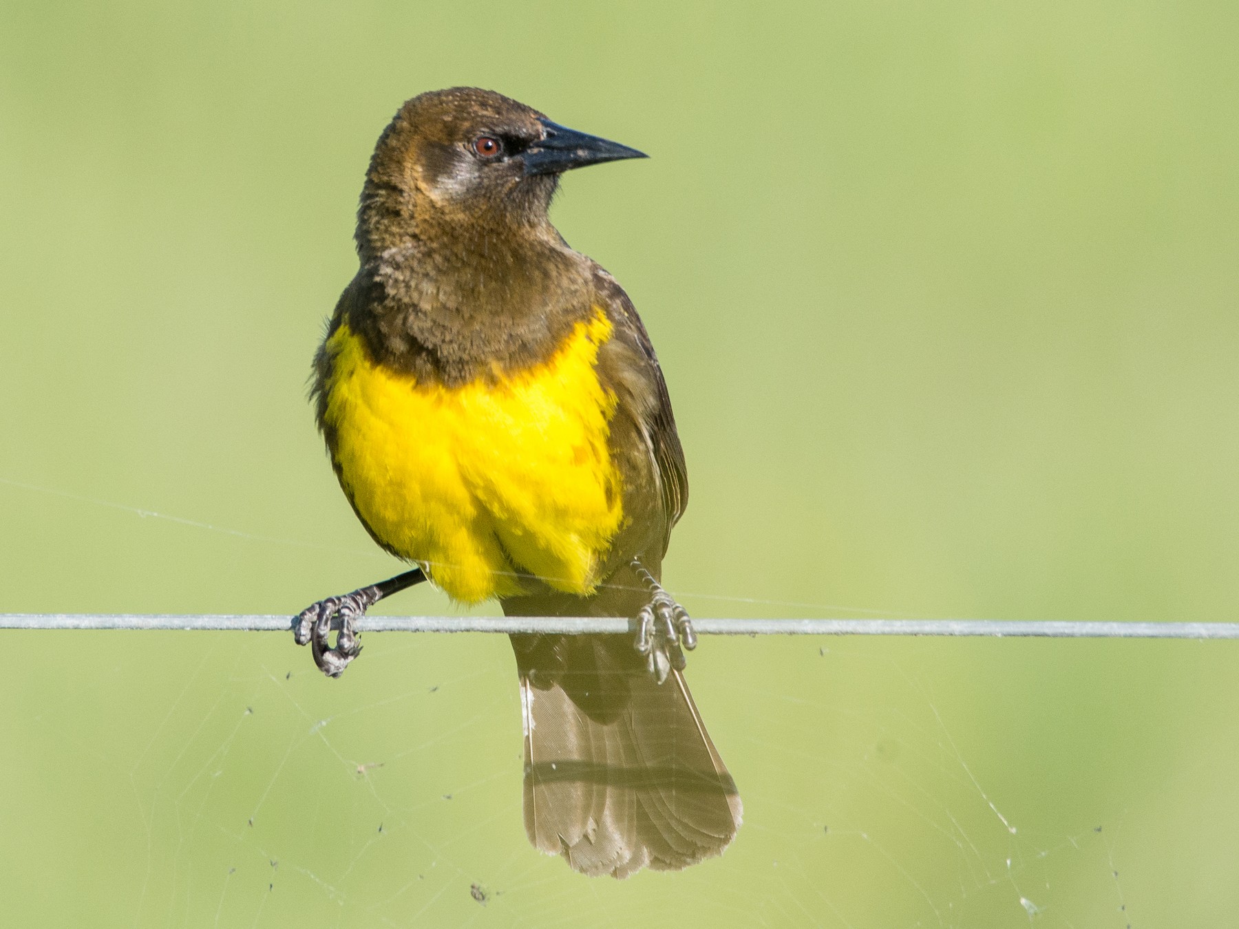 Brown-and-yellow Marshbird - Mariano  Ordoñez