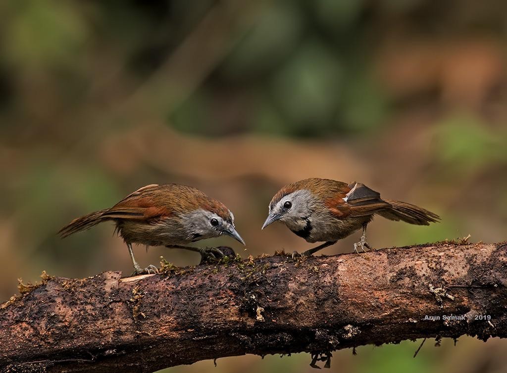 Crescent-chested Babbler - ML180901011