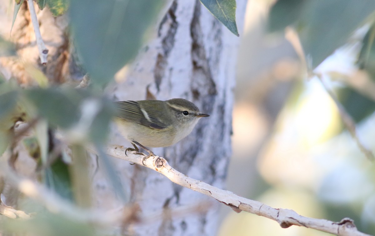 Hume's Warbler - ML180901661