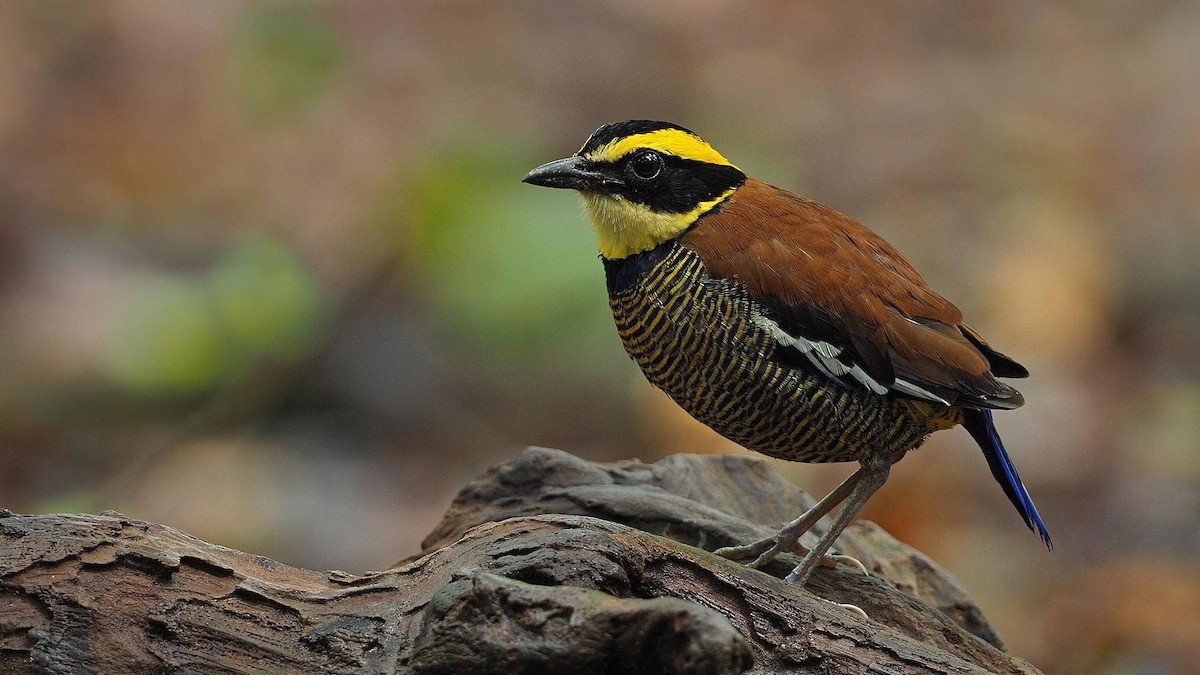 Javan Banded Pitta, James Eaton