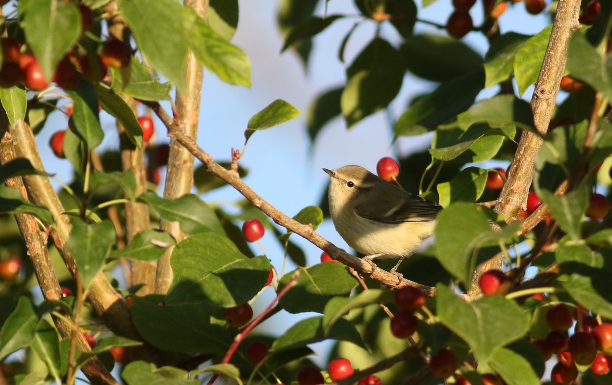 Hume's Warbler - ML180901751