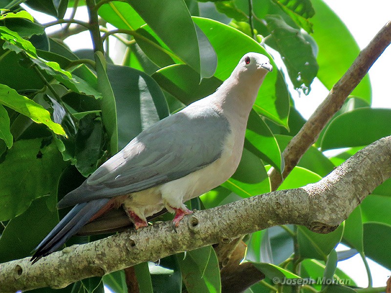 Island Imperial-Pigeon - ML180903701