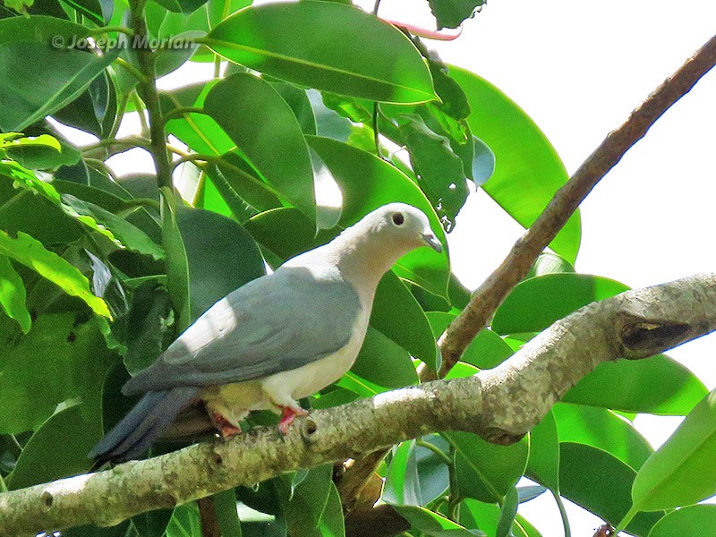 Island Imperial-Pigeon - ML180903721