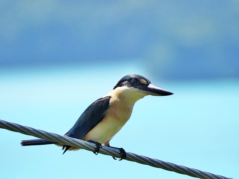 Melanesian Kingfisher (Bougainville-Guadalcanal) - ML180903771