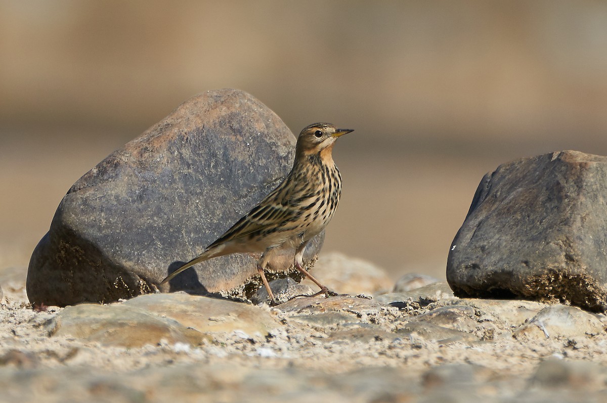 Red-throated Pipit - ML180904061