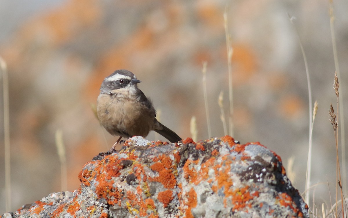 Brown Accentor - ML180905141