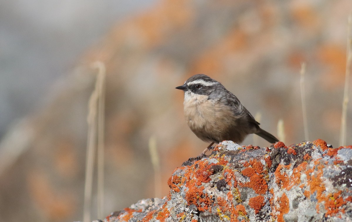 Brown Accentor - ML180905151