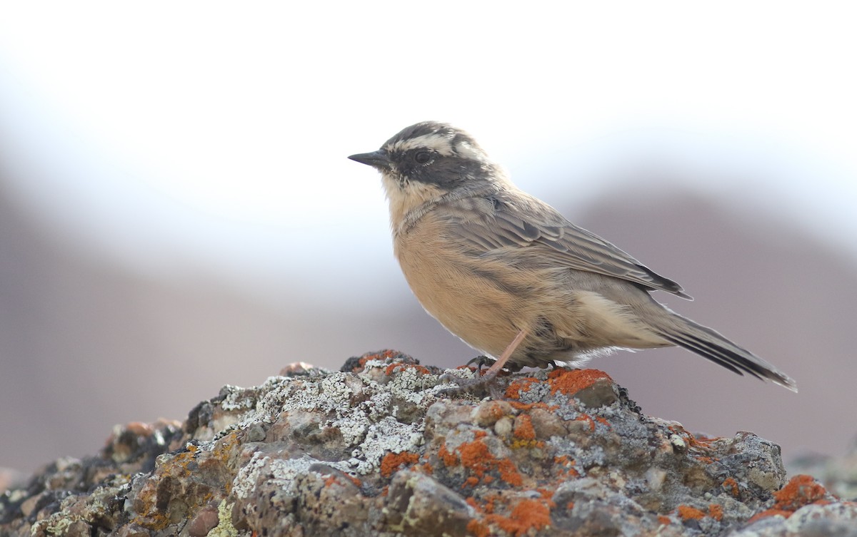Brown Accentor - ML180905181