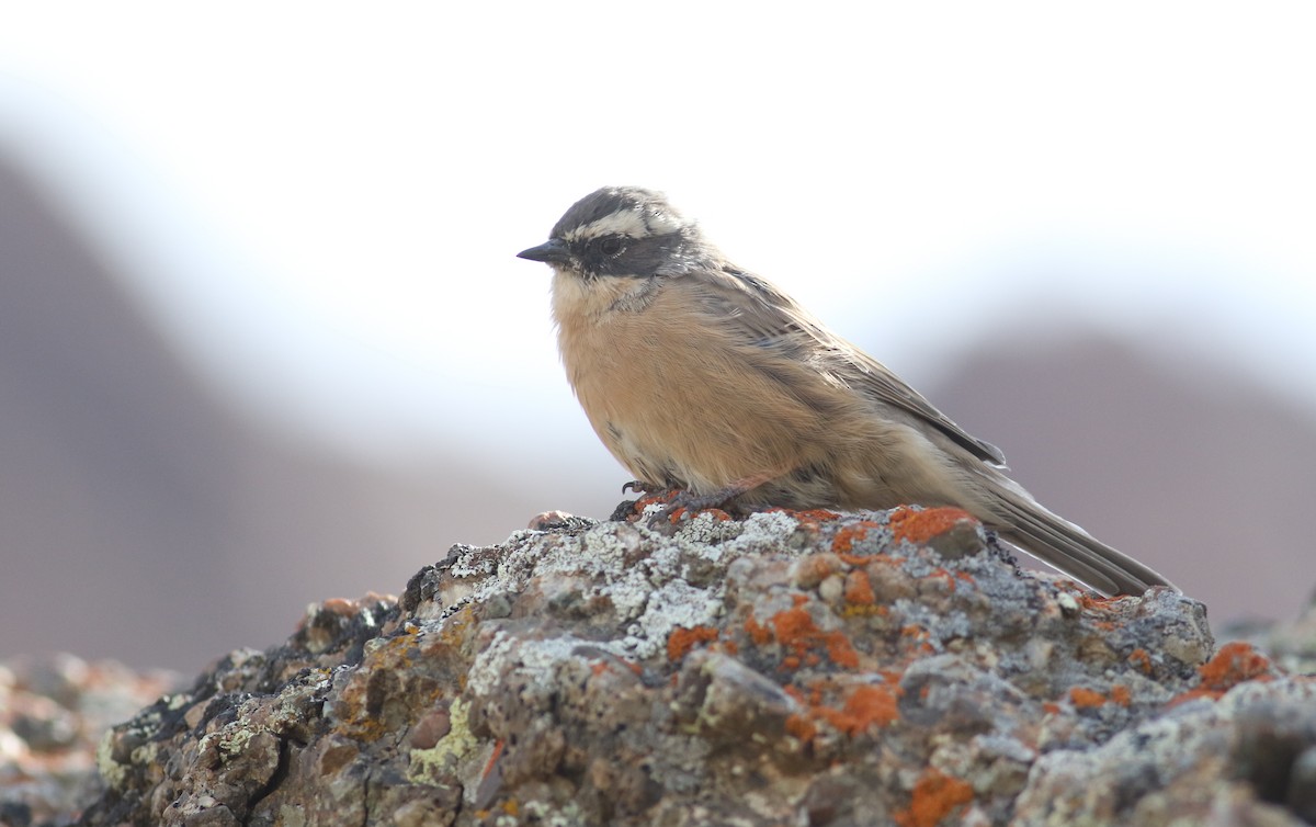 Brown Accentor - ML180905201