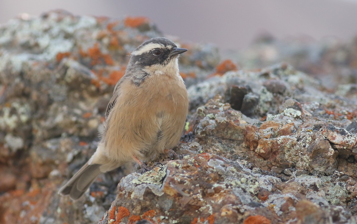 Brown Accentor - ML180905211