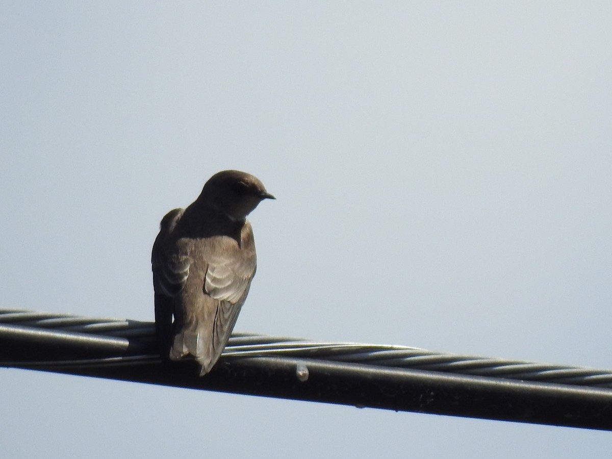 Northern Rough-winged Swallow - David Booth