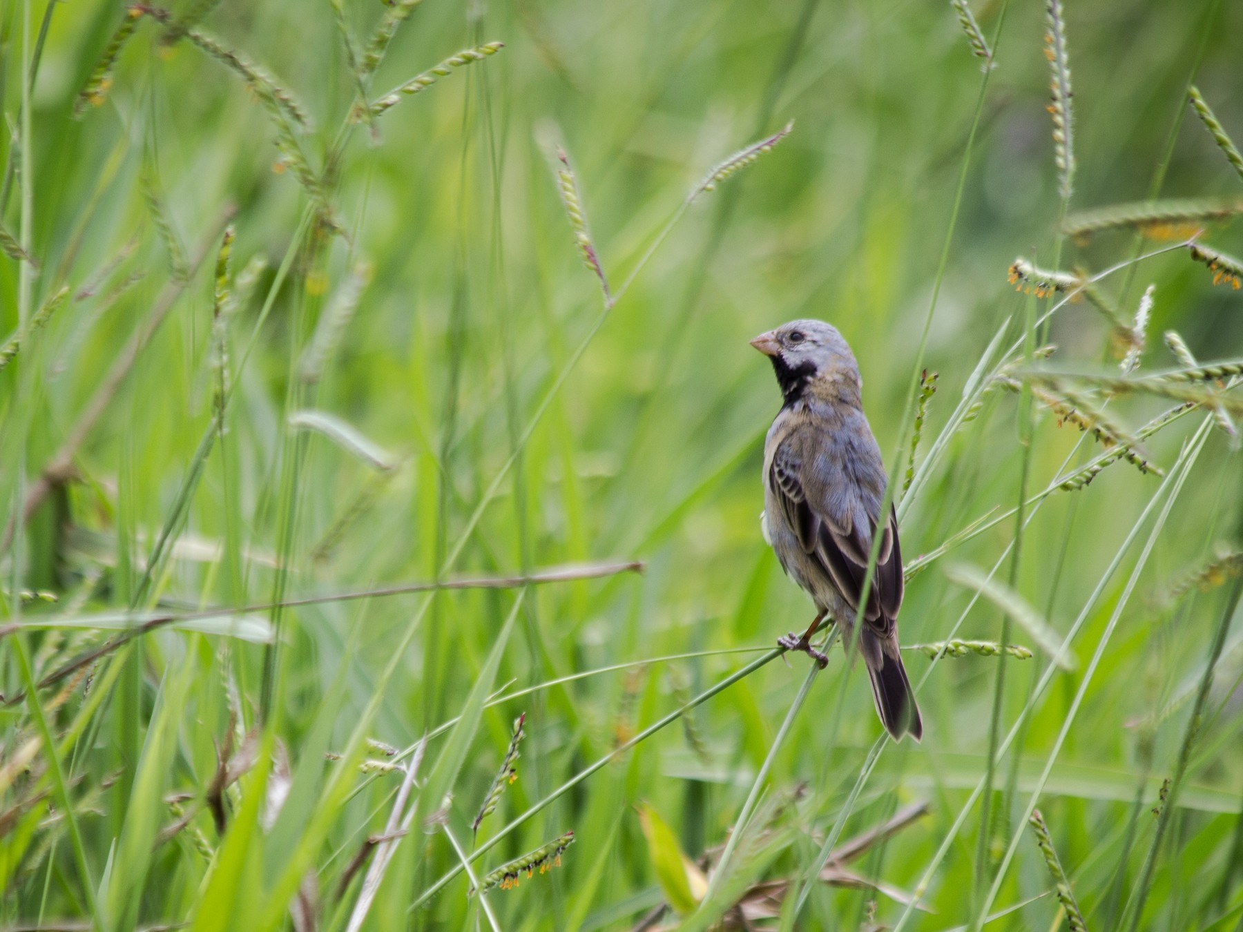 Black-bellied Seedeater - André  Zambolli