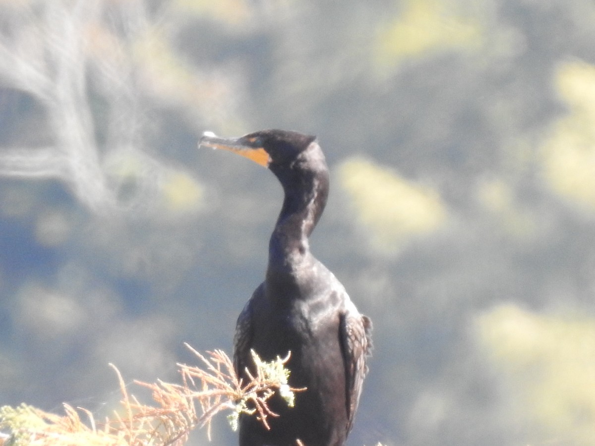 Double-crested Cormorant - David Booth