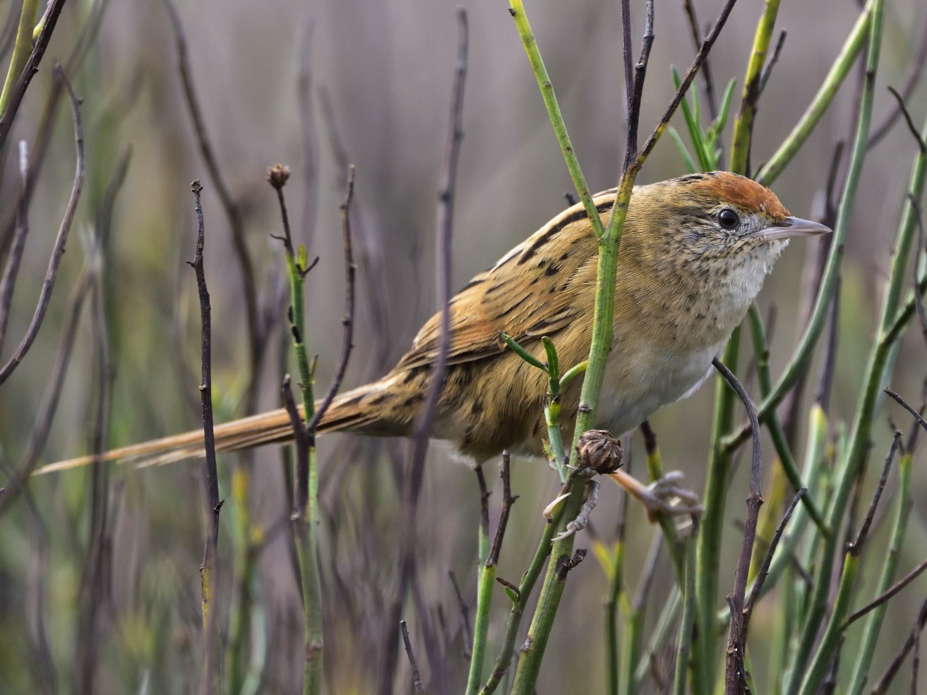 Bay-capped Wren-Spinetail - Miguel Ansenuza
