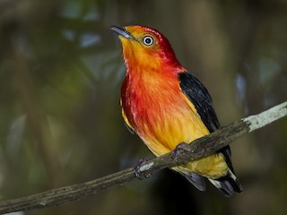 นกเพศผู้เต็มวัย - Claudia Brasileiro - ML180907761