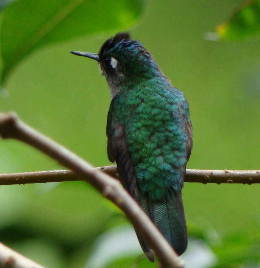 Violet-headed Hummingbird - ML180908891