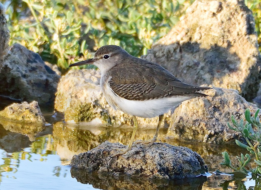 Spotted Sandpiper - Ad Konings