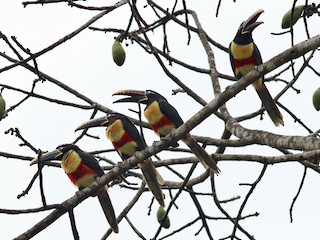  - Chestnut-eared Aracari
