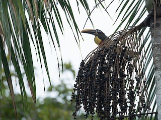  - Chestnut-eared Aracari