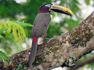  - Chestnut-eared Aracari