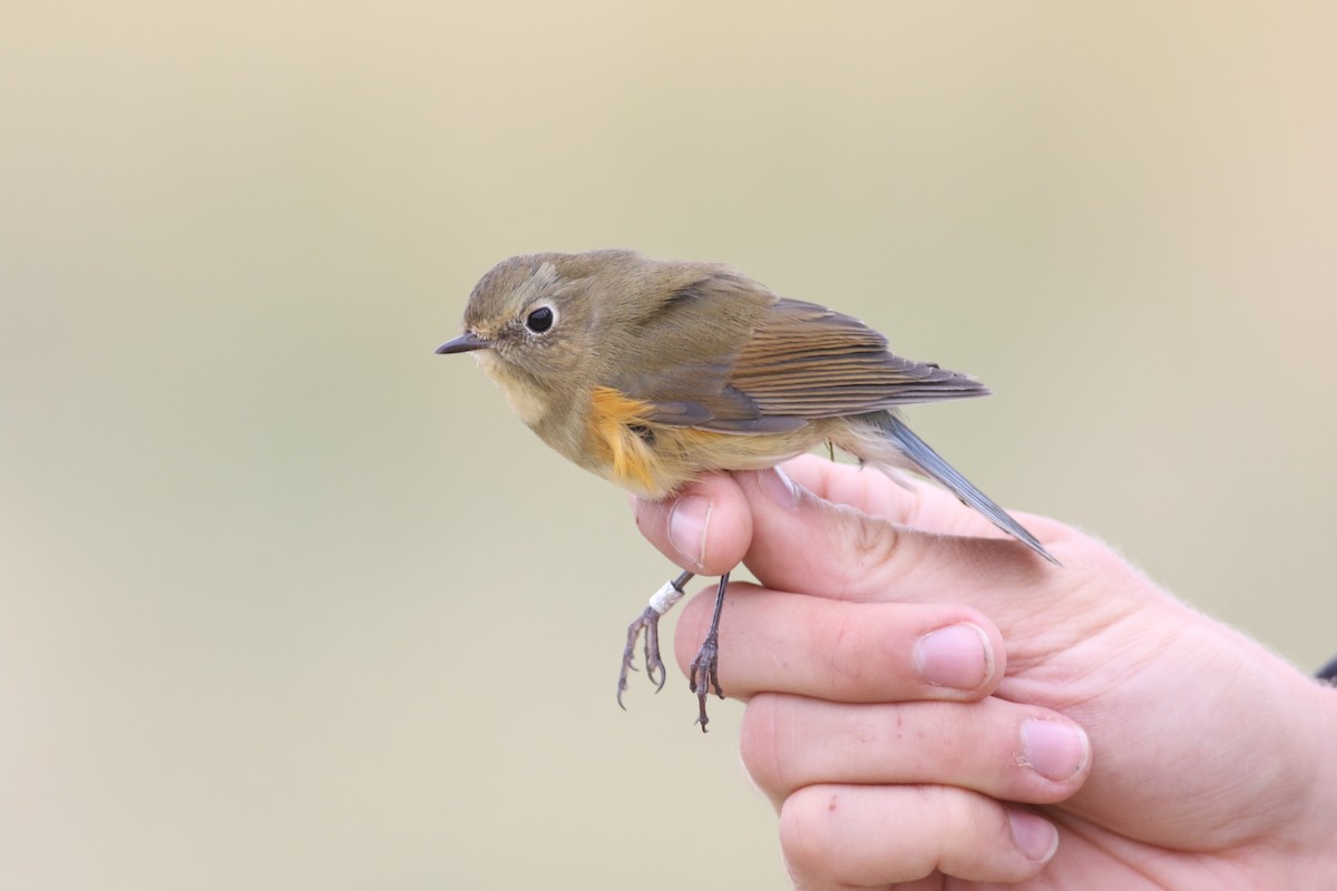 Red-flanked Bluetail (Red-flanked) - ML180912631