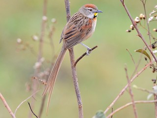  - Chotoy Spinetail