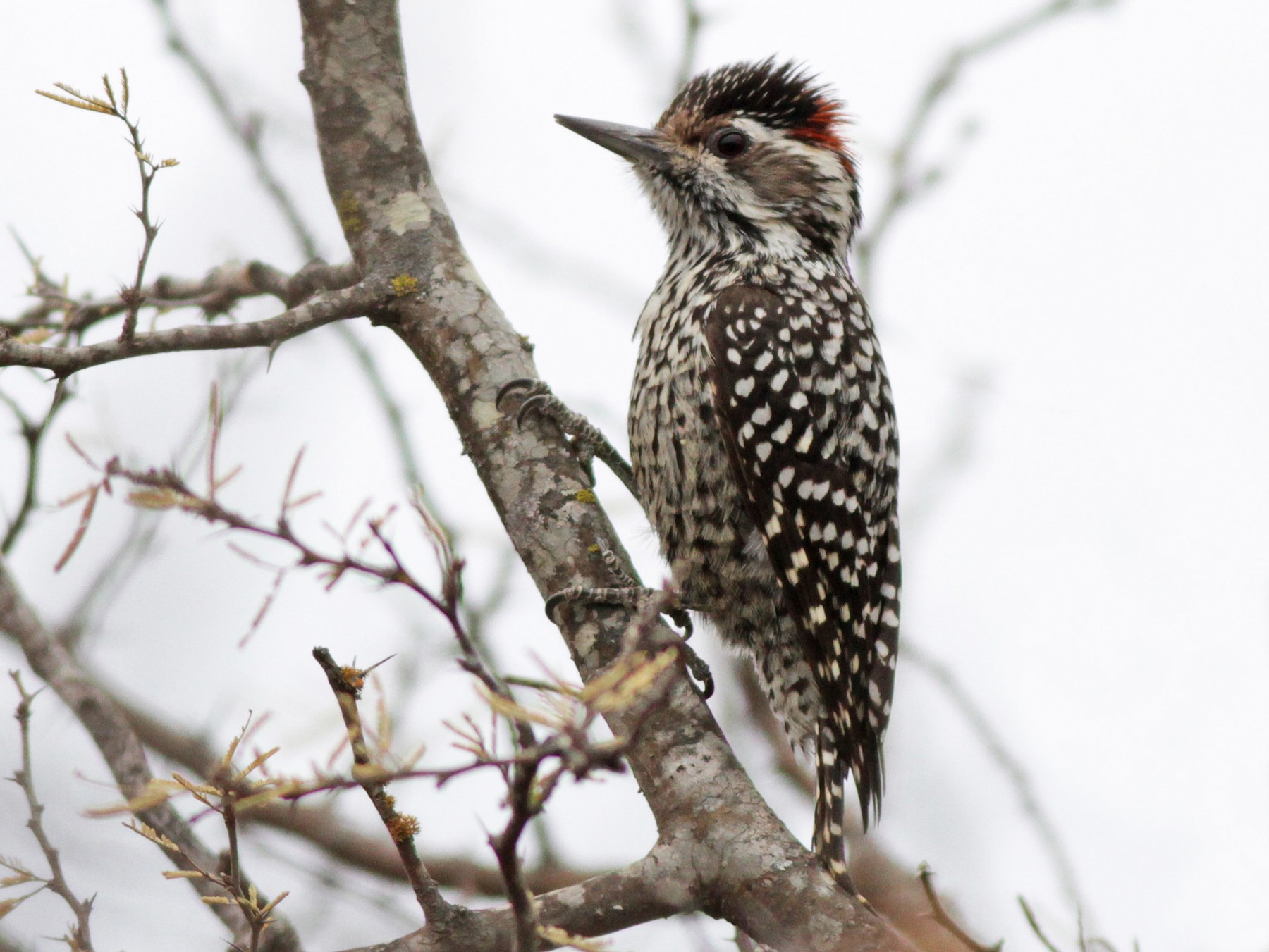 Checkered Woodpecker - Ian Davies
