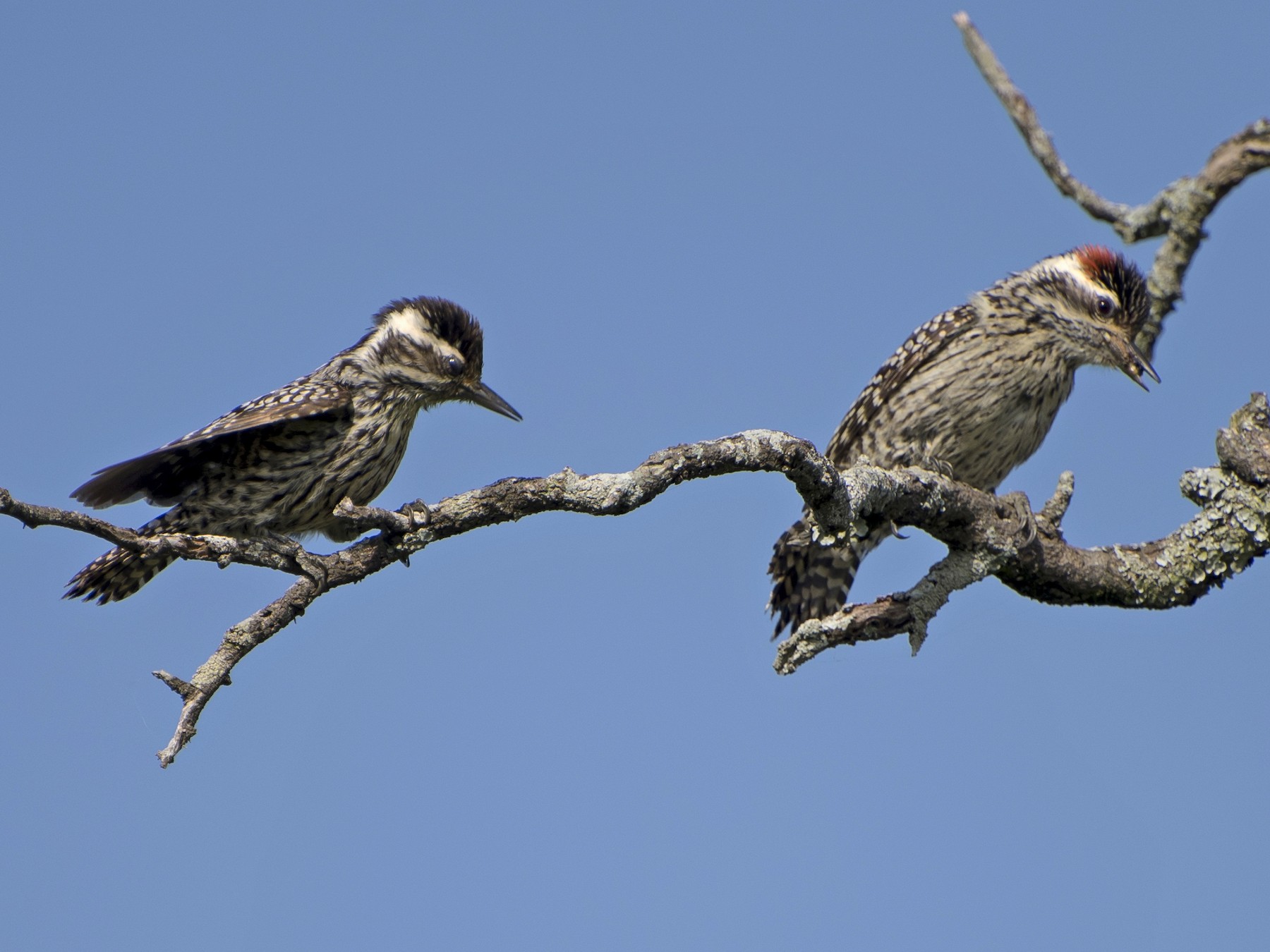 Checkered Woodpecker - Luiz Carlos Ramassotti