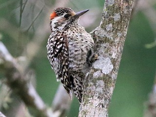  - Checkered Woodpecker