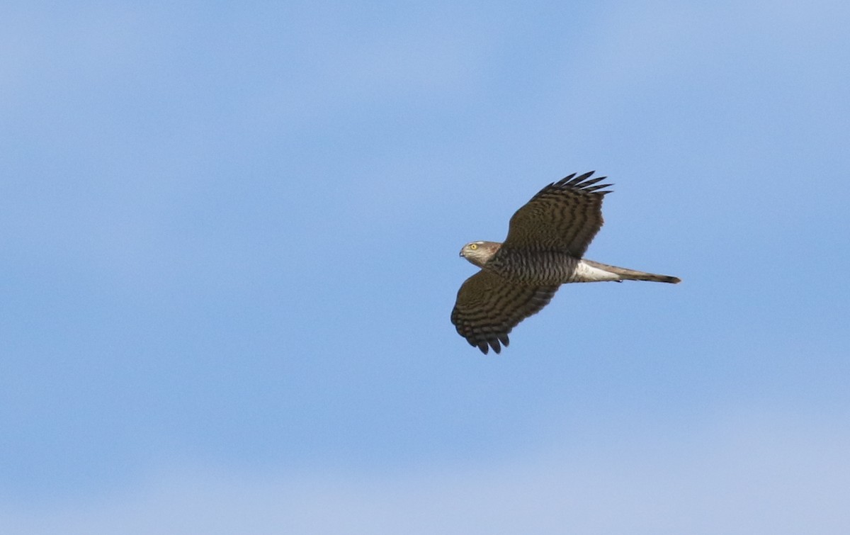 Eurasian Sparrowhawk - ML180921341