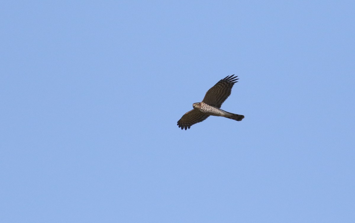 Eurasian Sparrowhawk - ML180921361