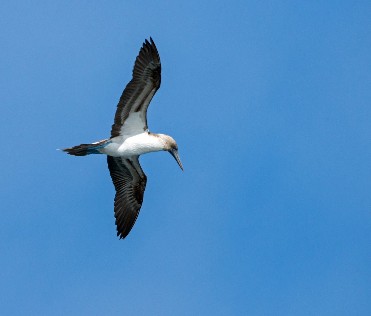 Blue-footed Booby - ML180922441