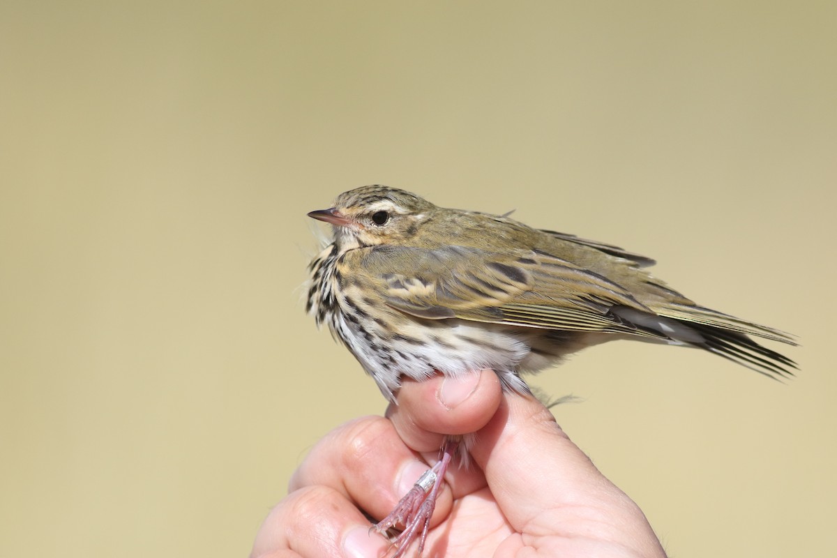 Olive-backed Pipit - ML180923591