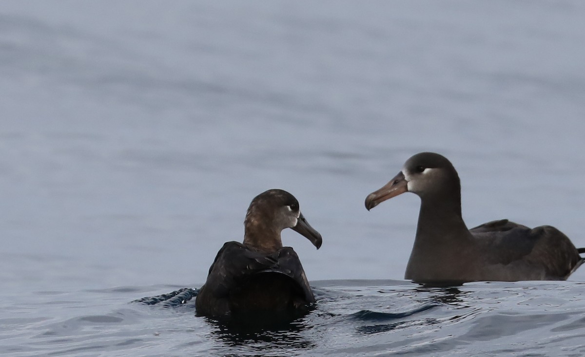 Black-footed Albatross - Phil Green