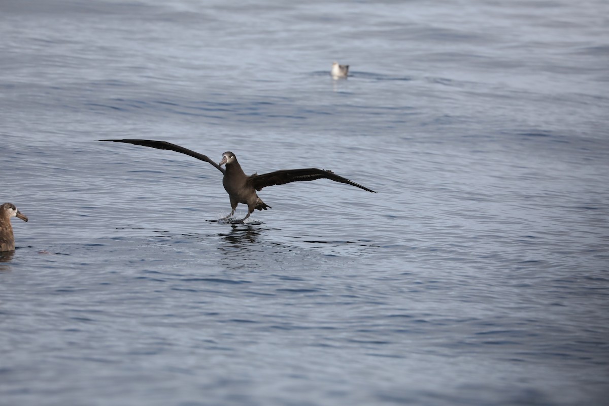 Black-footed Albatross - ML180927441