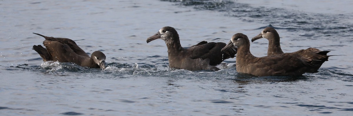 Black-footed Albatross - Phil Green
