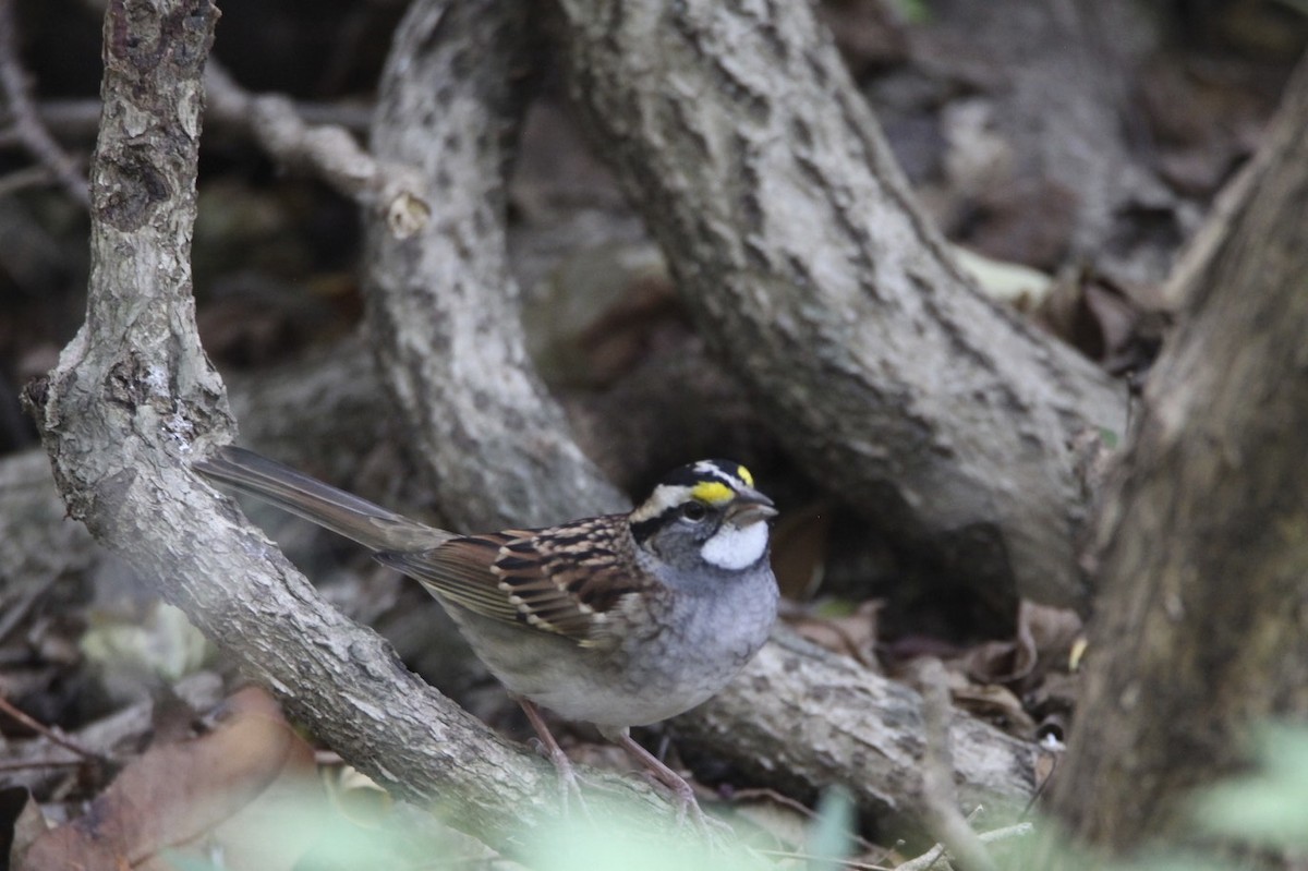 White-throated Sparrow - ML180927581
