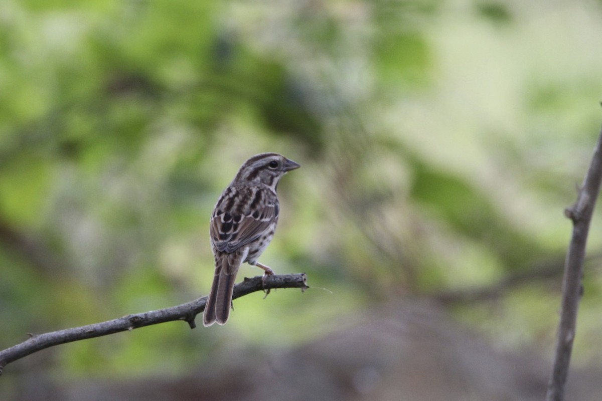 Song Sparrow - Vickie Baily
