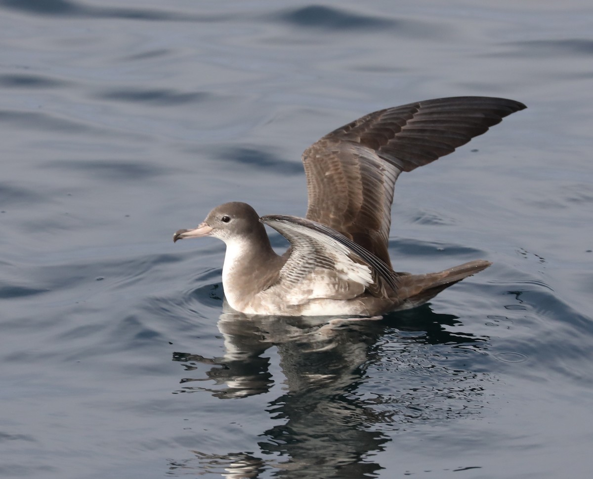 Pink-footed Shearwater - ML180928041