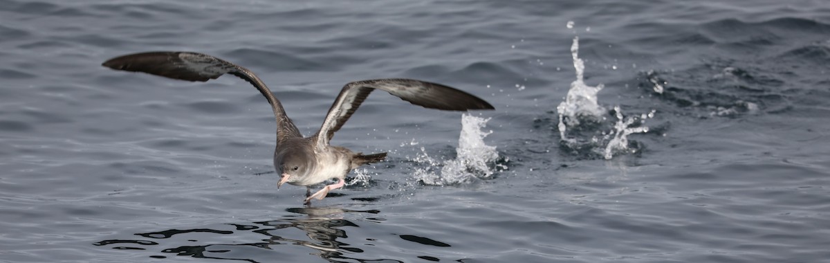 Pink-footed Shearwater - ML180928061