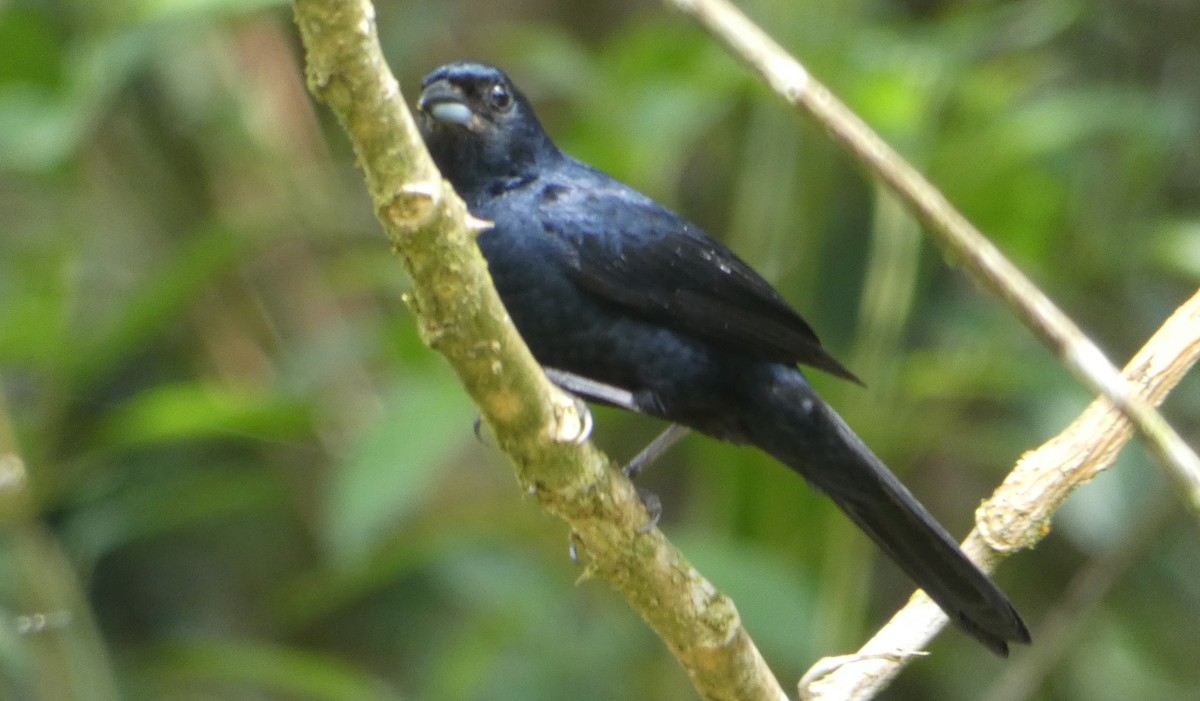 Ruby-crowned Tanager - ML180928271