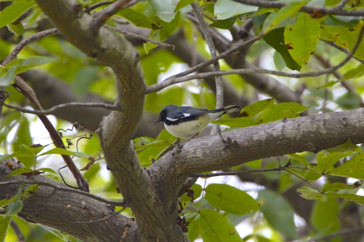 Black-throated Blue Warbler - ML180928521