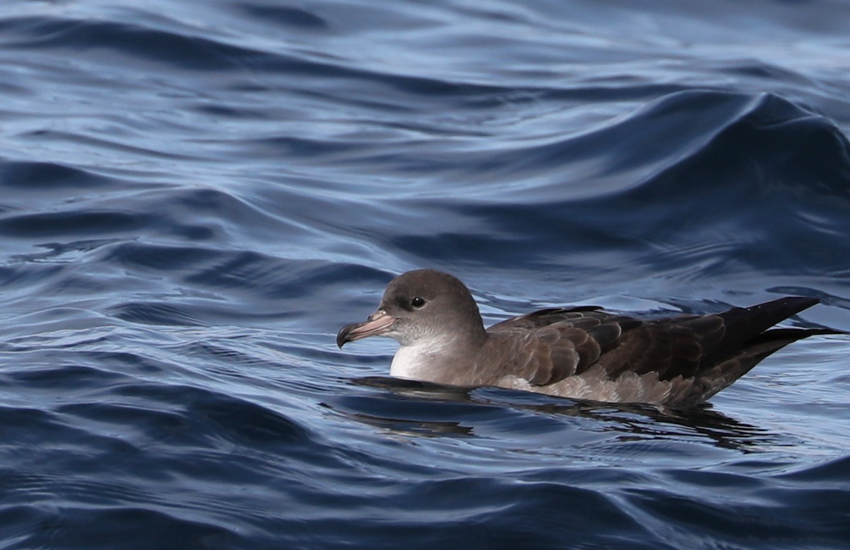 Pink-footed Shearwater - ML180931031